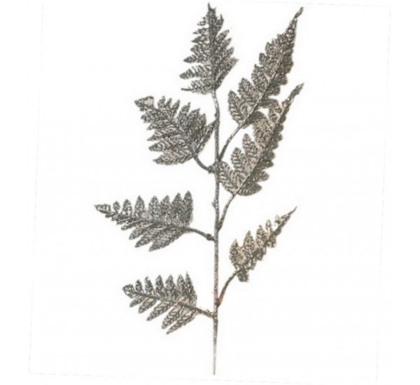 Лист золотий штучний, 50 штук RuS_G20_21-2